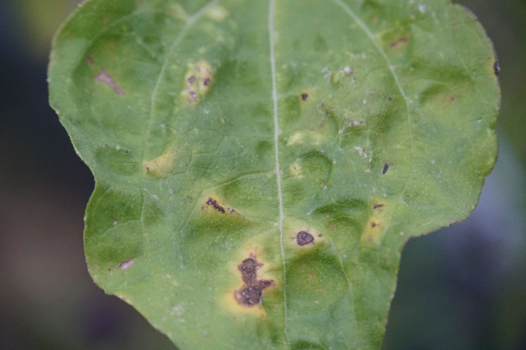 Septoria de floarea-soarelui
