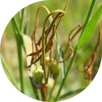 Polisporoza sau rumenirea (fragilitatea) tulpinilor de in