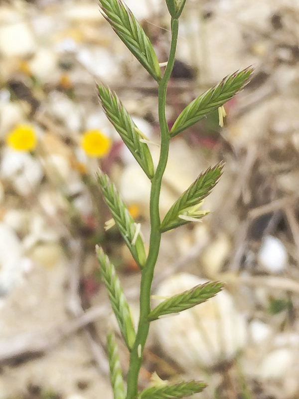 Catalog de obiecte dăunătoare 