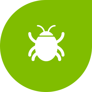 Melon fly