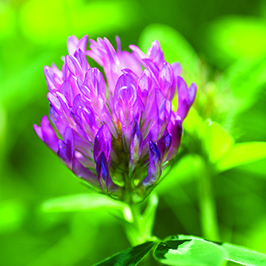 Pășuni și ierburi furajere