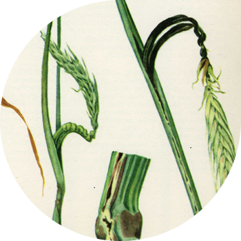 Secară tulpină smut