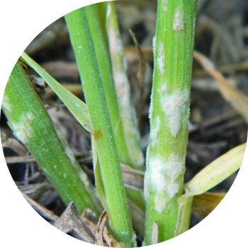 Făinarea cerealelor