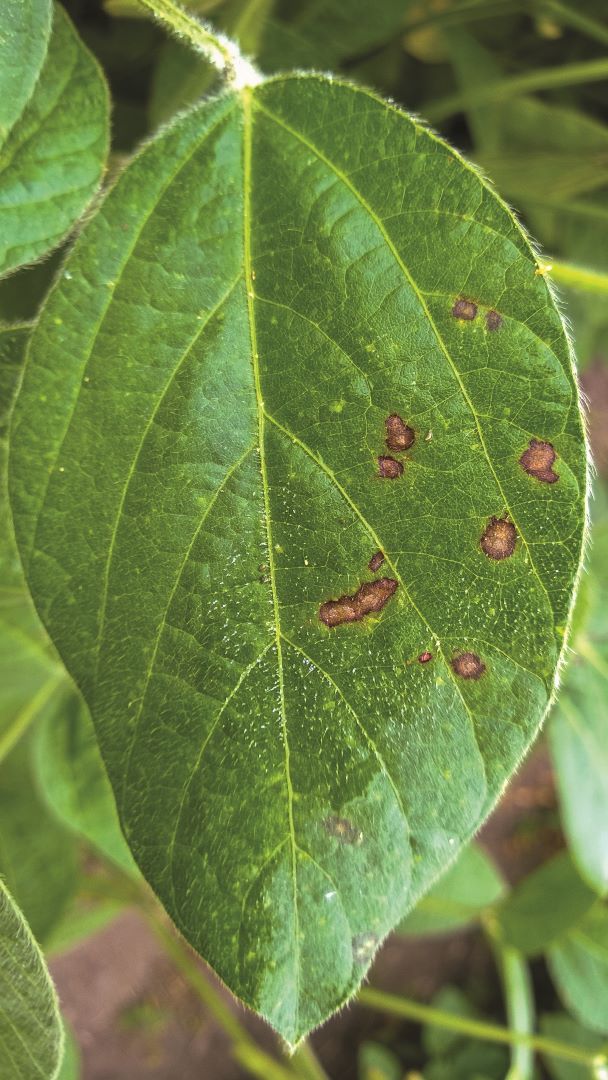 Соя церкоспорозы