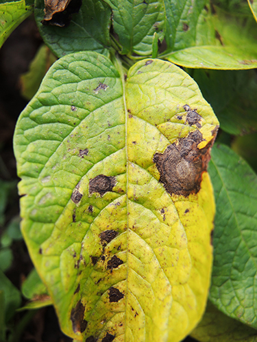 Картоптың альтернариозы (ерте құрғақ дақ) 