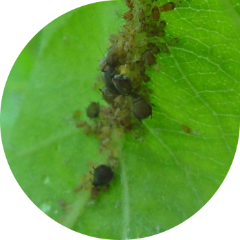 Afidă de măr verde