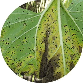 Күнбағыс Тоты