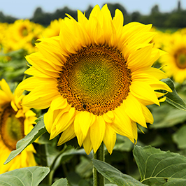 Semințe de floarea soarelui