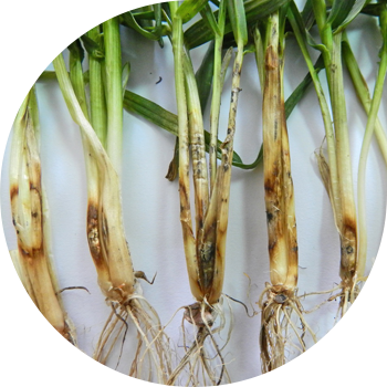 Putregai bazal alb (ghibelinoză, putregai alb de paie, talc alb)