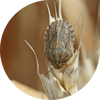 Bug-ul este o broască țestoasă dăunătoare