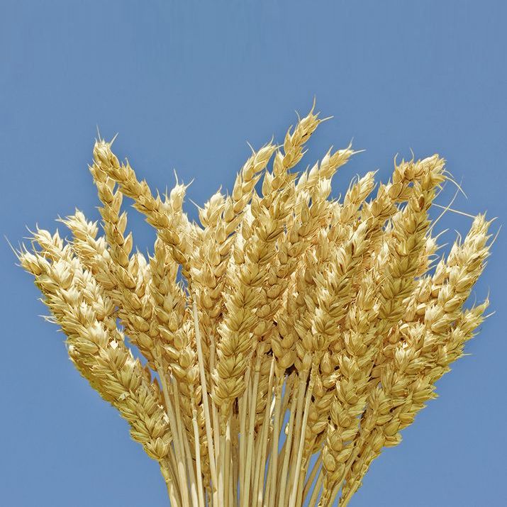 "Estuarul August-Kama"