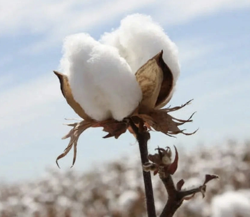 Industria bumbacului