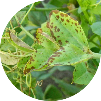 Ascochitoza mazărelor