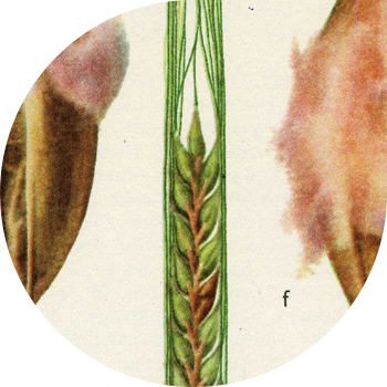 Formarea mucegaiului de semințe