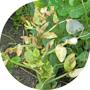 Antracnoză de mazăre