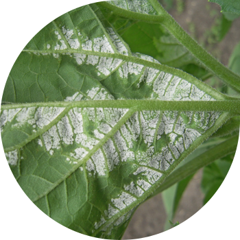 Făinarea falsă a floarea-soarelui