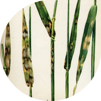 Rhynchosporioza de secară și orz